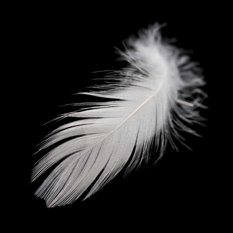 Washed White Duck Feather