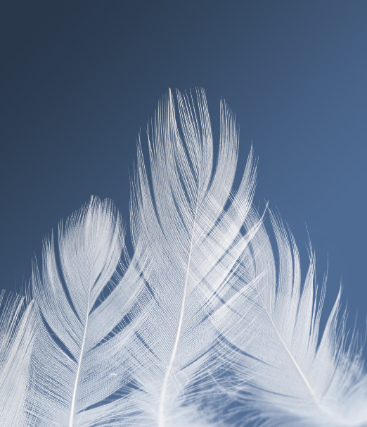 Washed White Duck Feather